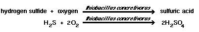 hydrogen sulfide + oxygen + thiobacillus concretivorus = sulfuric acid