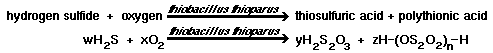 hydrogen sulfide + oxygen + thiobacillus thioparus = thiosulfuric acid + polythionic acid