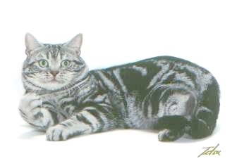 Ch. Crown E Fast Forward, silver tabby male - in picture - link to more information about him