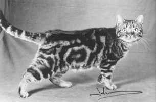 Picture of Gr.Pr.Crown E Wicked Wahini, brown tabby American Shorthair
